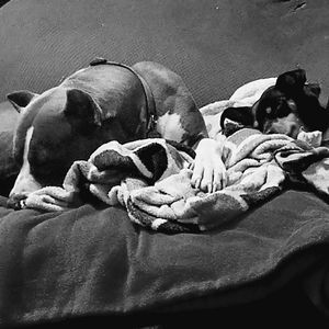 Meet your Posher, Joy